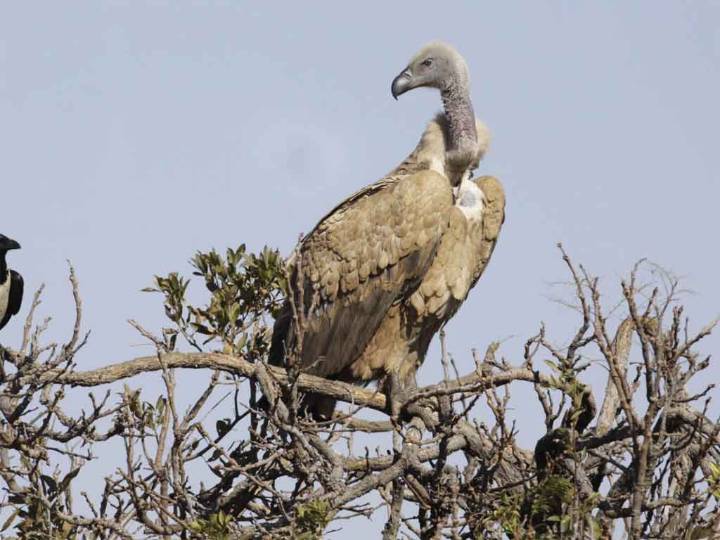 Gobierno sudafricano reafirma compromiso con conservación de buitres