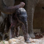 Columbus Zoo welcomes second Asian elephant calf this year