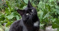 Meet the famous Tavistock cat who has the whole town talking