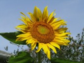 Plant Doctor: It's not too late to add sunflowers to gardens