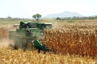 Se cuadruplicó la importación de maíz blanco, usado para masa y tortillas