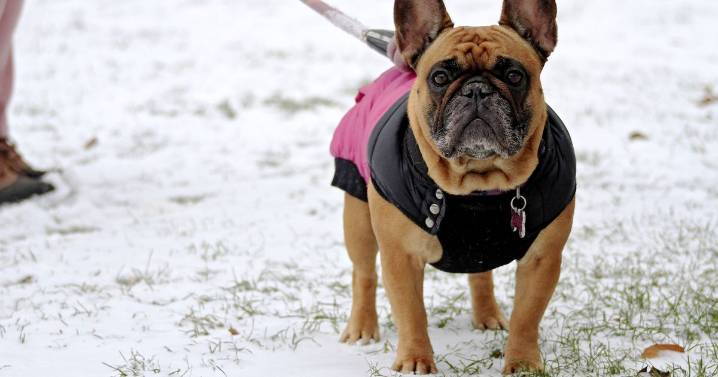 Three common winter health issues for dogs and how to spot them
