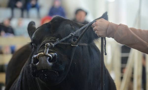 Ganadería bovina: entre la creciente demanda internacional y el desafío del estancamiento