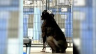 Florida Shelter Dog Still Waiting For A Home After All His Friends Are Adopted