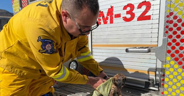 Rescatan a dos cachorros atrapados en una tubería en Ensenada