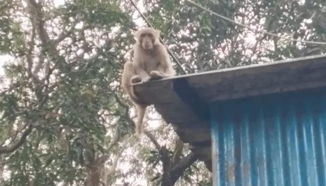 7 Injured In Attack By Rogue Monkey In Odisha’s Keonjhar