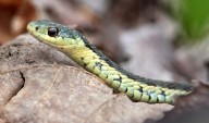 Two-foot snake slithers up unsuspecting motorist’s leg in upstate New York