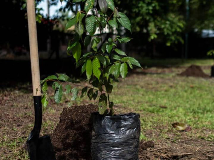 La meta de restauración de MinAmbiente a 2026 va en 53,7%