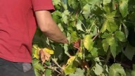 Comienza el plazo para asegurar la campaña 2026 de uva de vino More