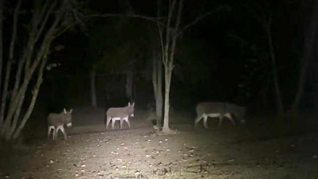 Coosa County Sheriff's Office seeks owner of wandering donkeys in Stewartville