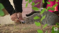 Control de la población de gatos en municipios de Cuenca