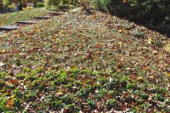 10 end-of-season yard jobs you don’t want to ignore