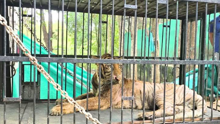 Symbol Of Wildlife Conservation In Chhattisgarh, Tigress Bijli Succumbs To Kidney Disease