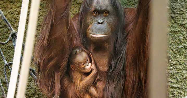 Zoo celebrates birth of critically endangered orangutan