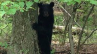 Dates for 2025 black bear hunt in NJ and what to know
