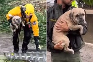 Small Pouting Dog Rescued From Rising Floodwaters After California Storm