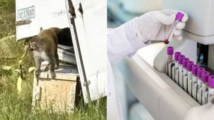 Alerta en Estados Unidos por mono de laboratorio que escapó tras un accidente de tránsito: está contagiado con hepatitis, herpes y covid