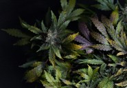 Marylanders will be allowed to legally produce cannabis for personal use at home