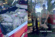 Llevaban 20 lechones vivos al borde de la asfixia dentro de bolsas de arpillera
