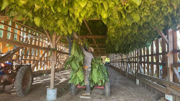 Jamaican farm workers in Enfield keeping close eye on Hurricane Melissa