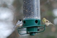 Why birds seem to disappear from backyard feeders this time of year