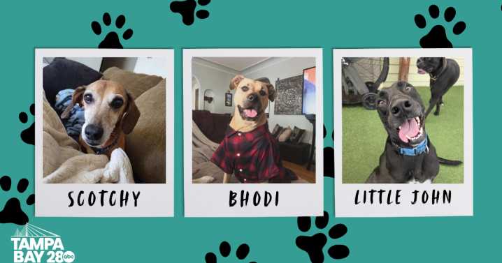 Rescues in Action: Scotchy, Bhodi, and Little John