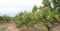 Piden cinco años de cárcel por «injertar una variedad de mandarina en sus árboles sin la autorización del titular»