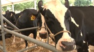 A Xunta cancela desde este luns as feiras, concursos e certames de gando pola dermatosis nodular contaxiosa