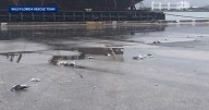Nearly 50 birds crushed to death by truck driver, wildlife officials say