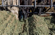 ¿Y la carne? Trump espera que Argentina ayude a bajar los precios en EU