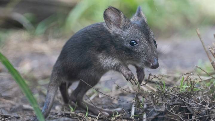 Adorable potoroo joey spotted outside pouch for first time