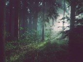 India climbs to 9th globally in forest cover, maintains 3rd rank in forest growth