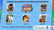 Cinco perritos esperan un hogar a través del programa “Adopta como Héroe”