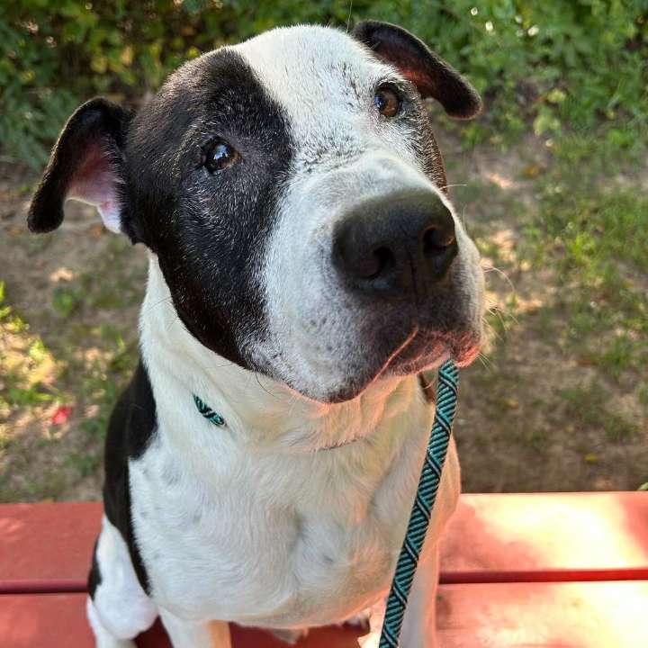 Pet of the Week: George Ford