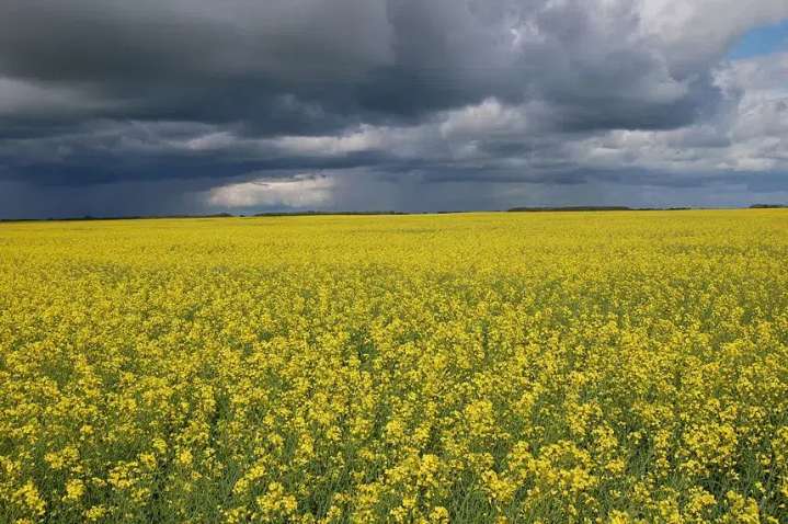 Sask. producers look for Carney to end trade disputes with China