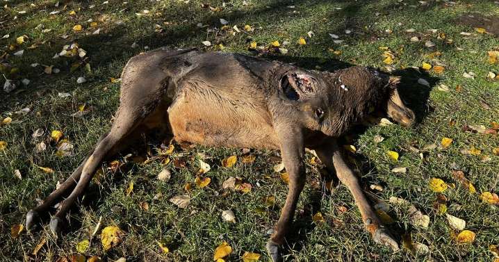 Idaho Fish and Game asks for public help solving wildlife crimes, elk left to waste