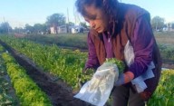 Cítricos Pampa: una apuesta que genera trabajo y soberanía alimentaria