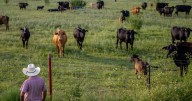 'A slap in the face': Ranchers feel betrayed by Trump's plan to buy Argentine beef