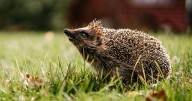 UK-wide garden plea to help hedgehogs issued as only one million left