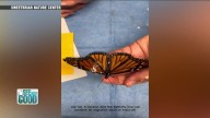 SEE THE GOOD: NY nature preserve saves monarch butterfly’s broken wing