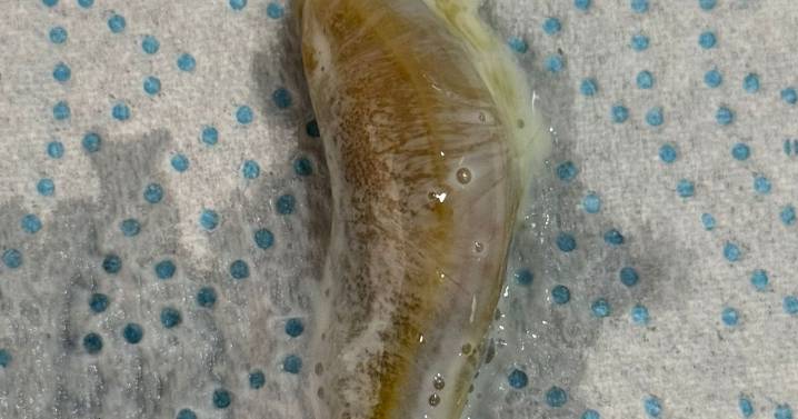 Exeter mum's horror after finding SLUG in Tesco milk carton