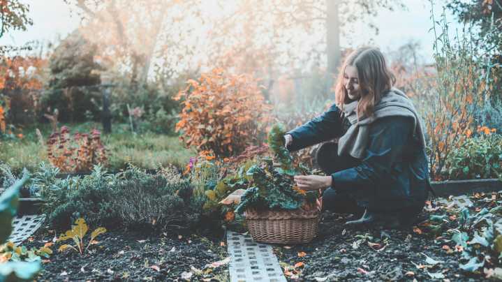 Fill In Bare Garden Patches With A Fast-Growing Fall Perennial Pollinators Love