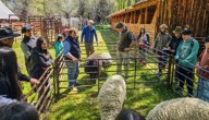 Todo listo para la Expo Bovinos 2025 en Junín de los Andes