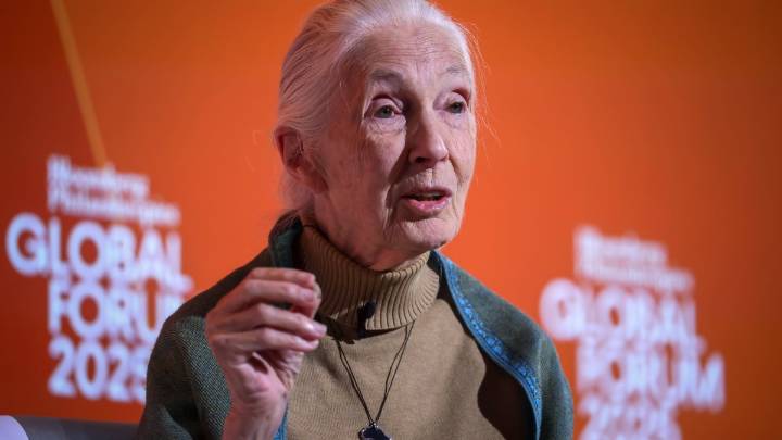 National Cathedral to host funeral service for Jane Goodall