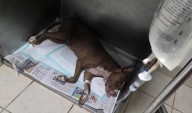 Le dan prisión preventiva matar a perrita en la Chaveña