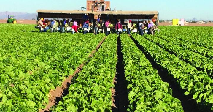 Migrant crackdown could result in fewer farm workers, higher food prices