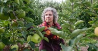 Ontario pick-your-own apple farmers hit hard by thefts