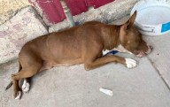 Perrita muere tras ser amarrada a un árbol; detienen al presunto responsable