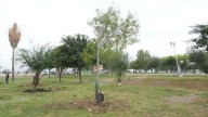 De árboles removidos por obra de SVIA se desconoce aún cuántos sobrevivirán