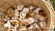 Del bosque a tu cesta: las setas que puedes encontrar en otoño en Salamanca